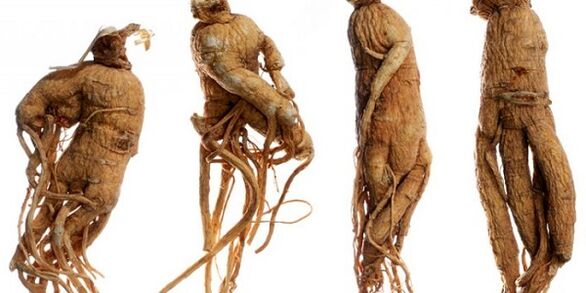 Raíz do ginseng para aumentar o pene